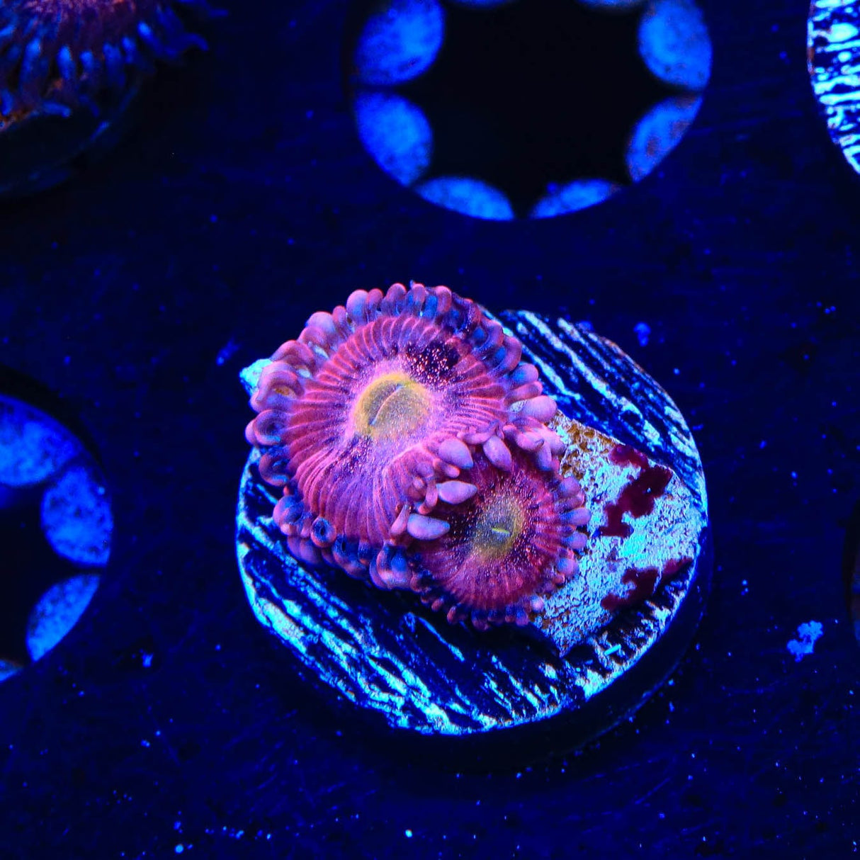 Halle Berry Zoanthids Coral