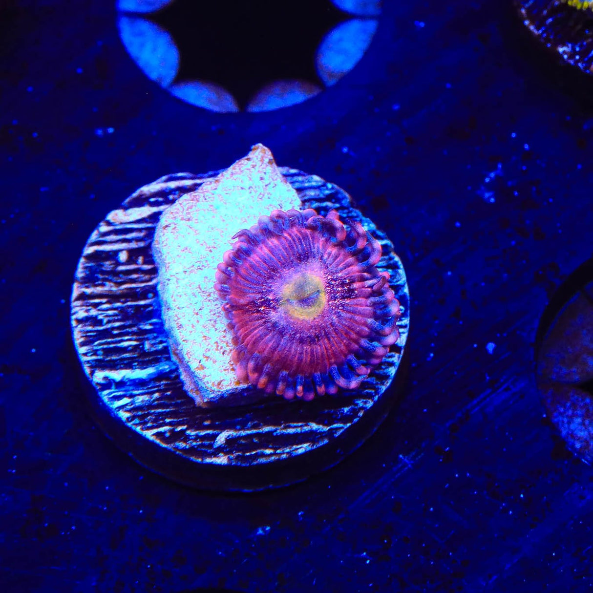 Halle Berry Zoanthids Coral