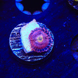 Halle Berry Zoanthids Coral