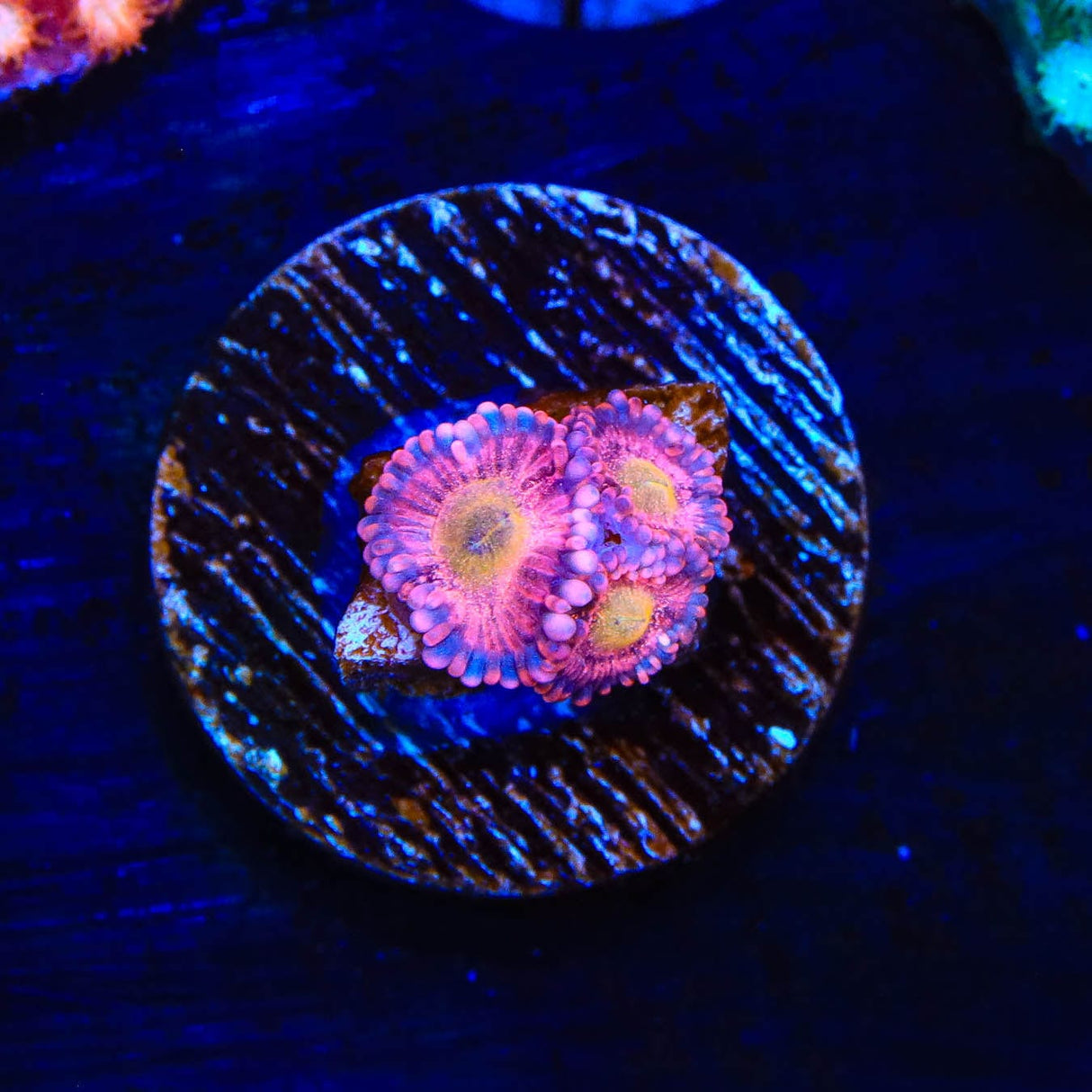 Halle Berry Zoanthids Coral