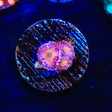 Halle Berry Zoanthids Coral