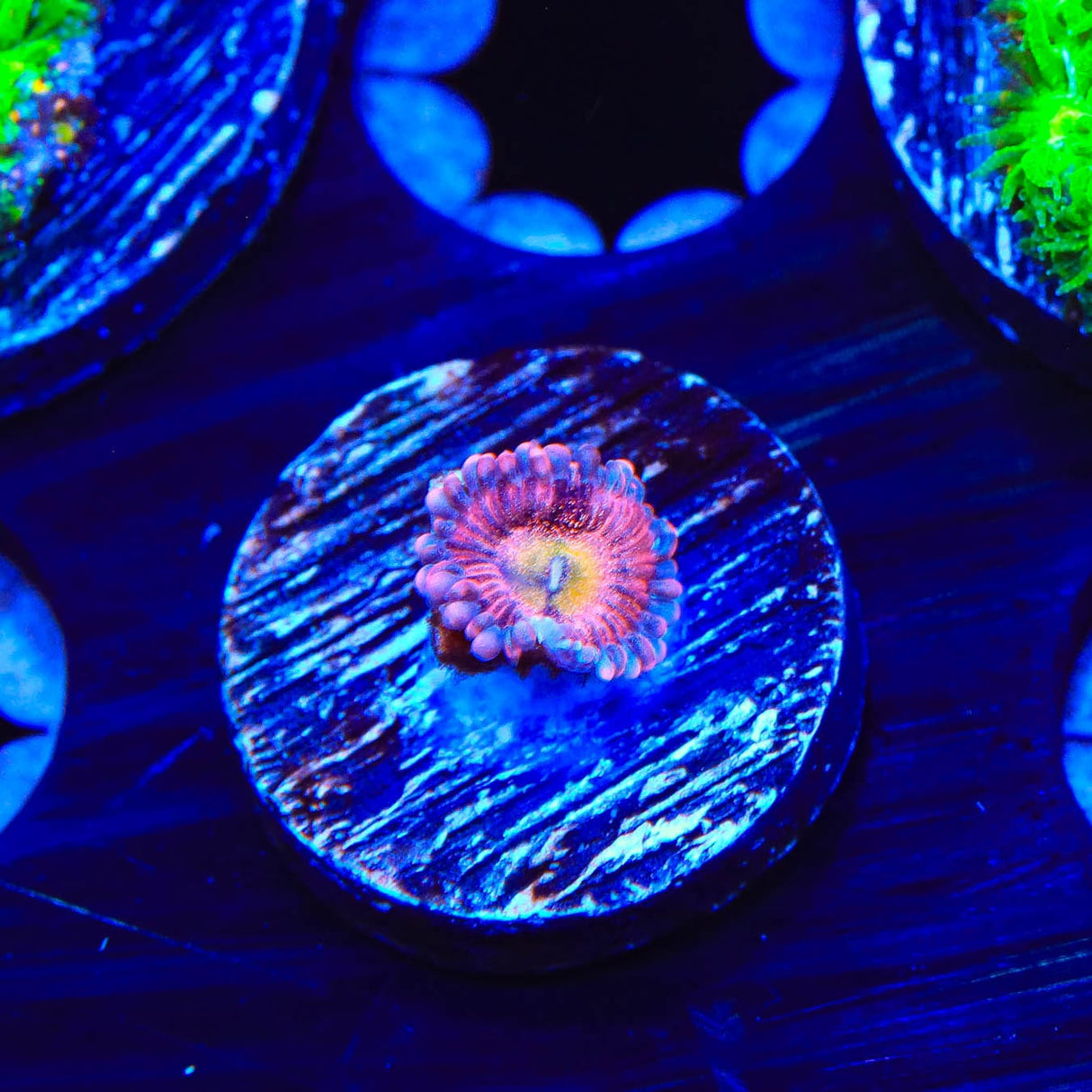 Halle Berry Zoanthids Coral
