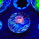 Halle Berry Zoanthids Coral