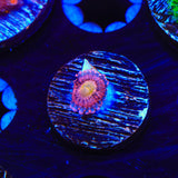 Halle Berry Zoanthids Coral
