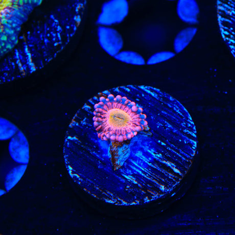 Halle Berry Zoanthids Coral