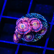Halle Berry Zoanthids Coral
