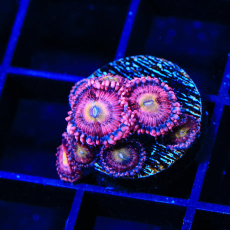 Halle Berry Zoanthids Coral