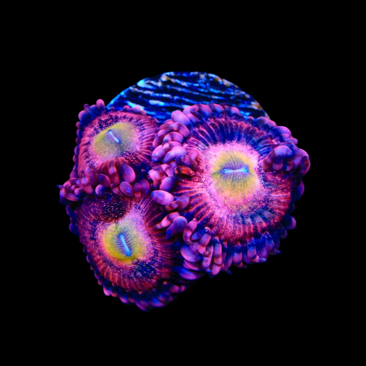 Halle Berry Zoanthids Coral