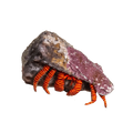 Halloween Hermit Crab – Ciliopagurus strigatus