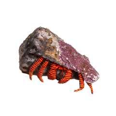 Halloween Hermit Crab – Ciliopagurus strigatus