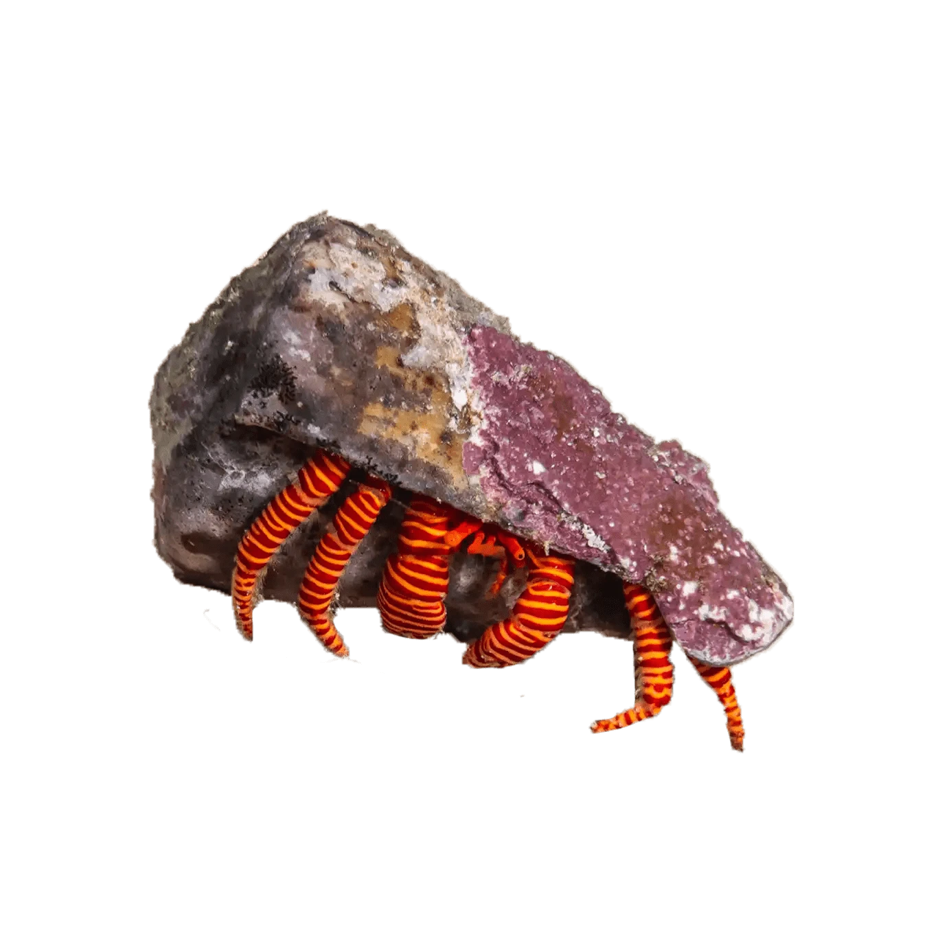 Halloween Hermit Crab – Ciliopagurus strigatus