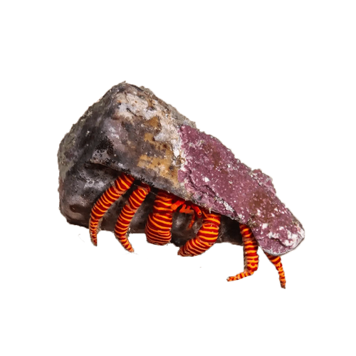 Halloween Hermit Crab – Ciliopagurus strigatus