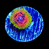Hallucination Zoanthids Coral