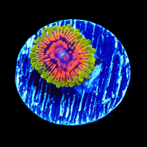 Hallucination Zoanthids Coral