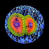 Hallucination Zoanthids Coral