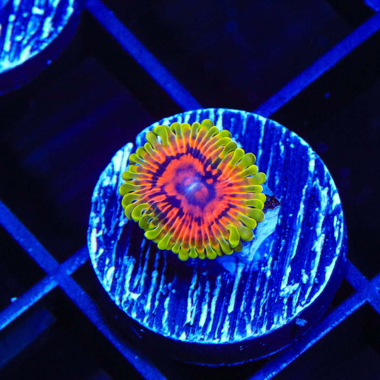 Hallucination Zoanthids Coral