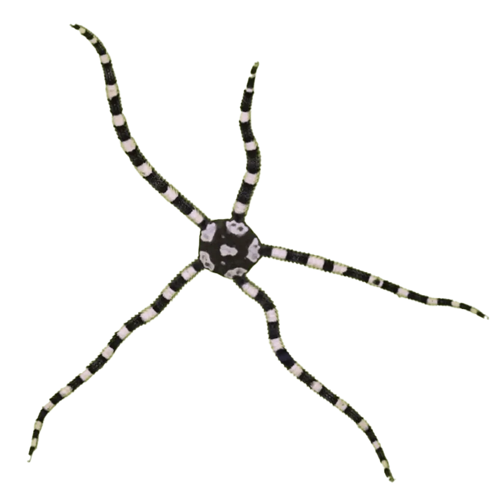 Harlequin Serpent Starfish