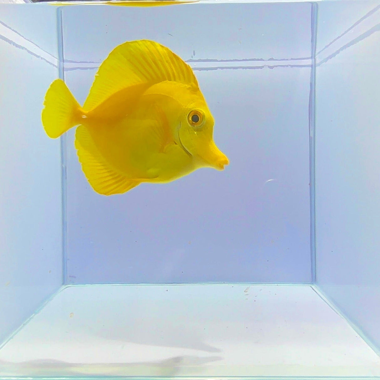 Hawaiian Yellow Tang Fish