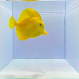 Hawaiian Yellow Tang Fish