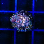 Heart Breaker Goniopora Coral