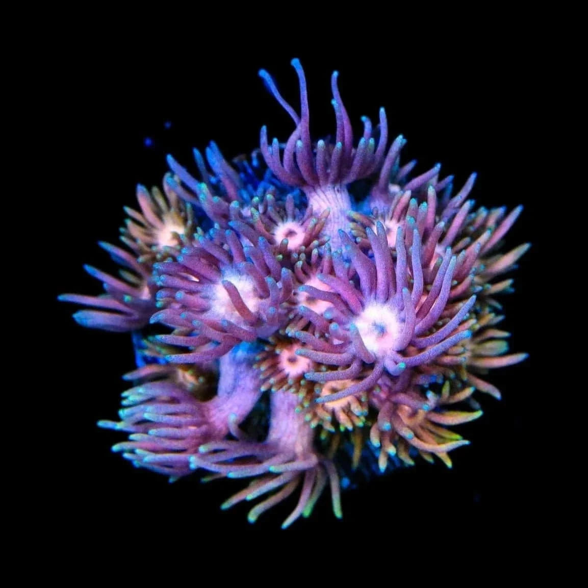 Heart Breaker Goniopora Coral