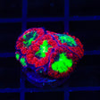 Heart Seaker Blastomussa Coral