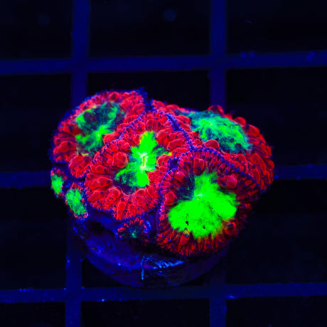 Heart Seaker Blastomussa Coral