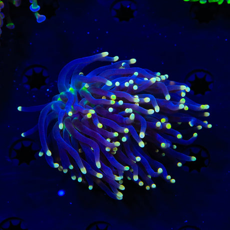 High Beam Torch Coral