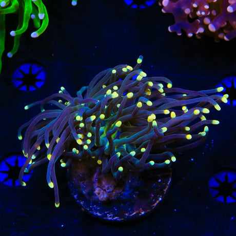 High Beam Torch Coral