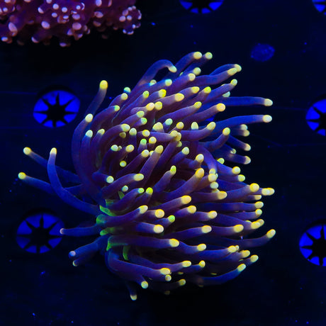 High Beam Torch Coral