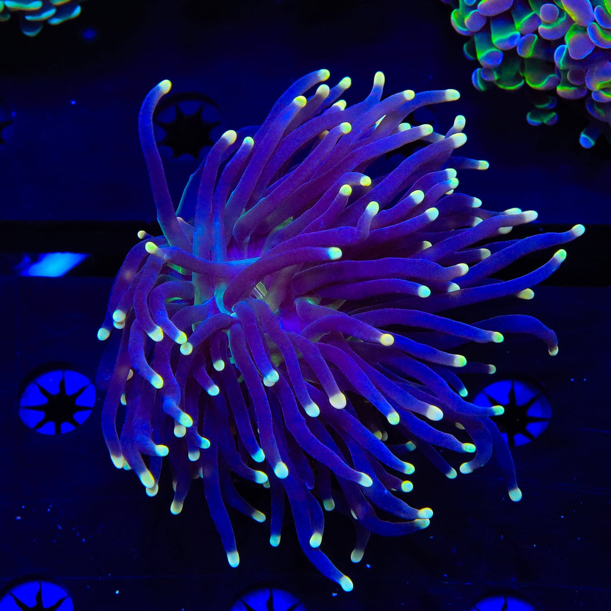 High Beam Torch Coral