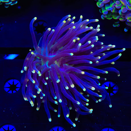 High Beam Torch Coral