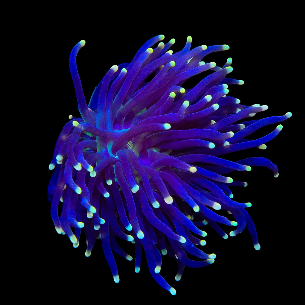 High Beam Torch Coral