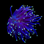 High Beam Torch Coral