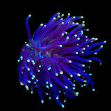 High Beam Torch Coral