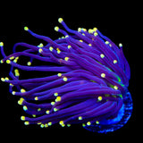 High Beam Torch Coral