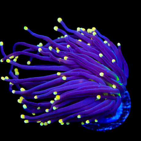 High Beam Torch Coral