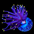 High Beam Torch Coral
