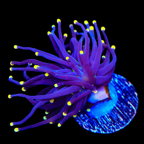 High Beam Torch Coral