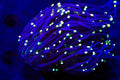 High Beam Torch Coral 2 Haeds