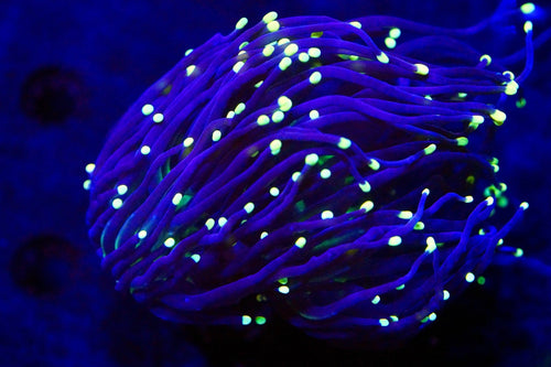 High Beam Torch Coral 2 Haeds