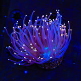 High Beam Torch Coral - Two Heads