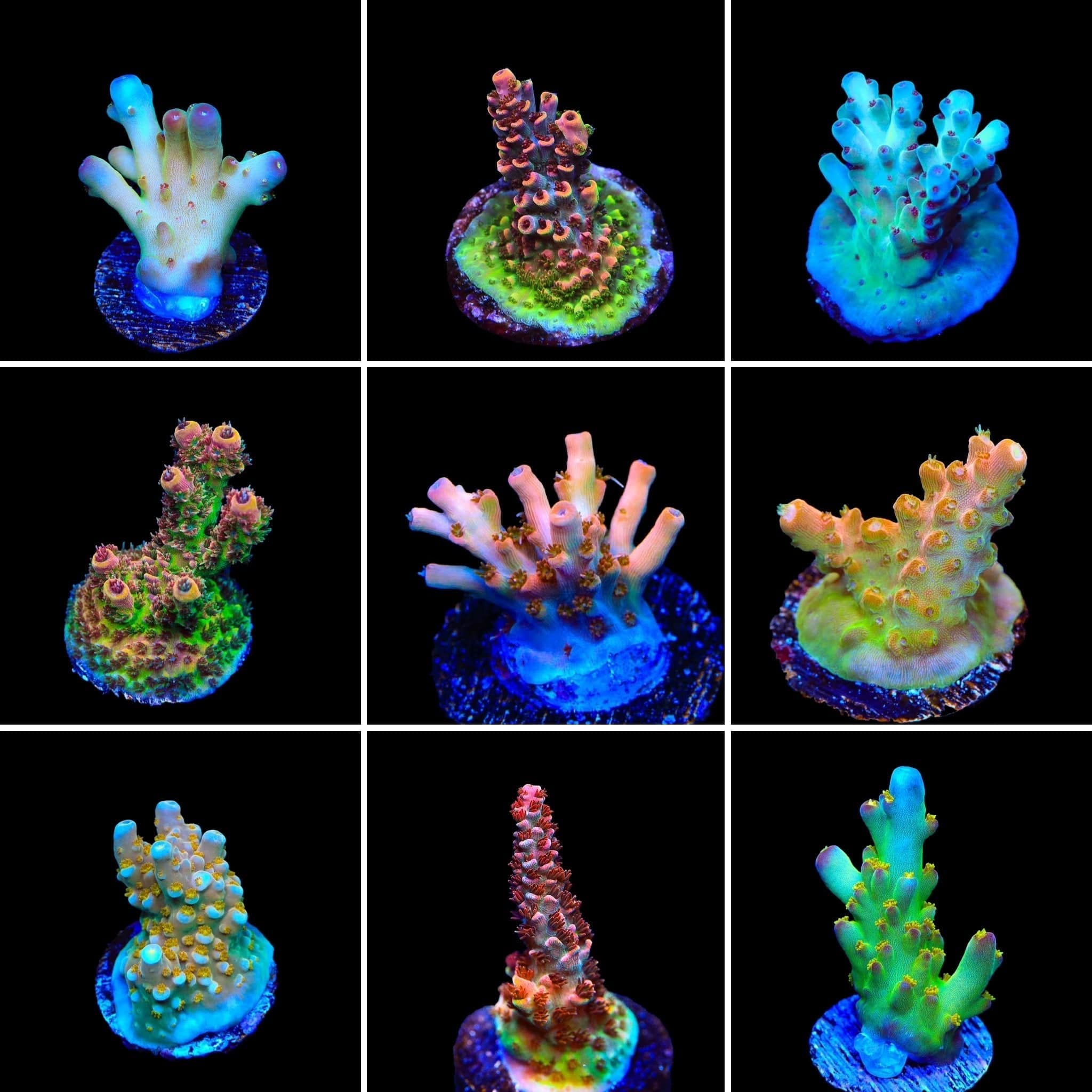 High End Acropora 3 Coral Frag Pack