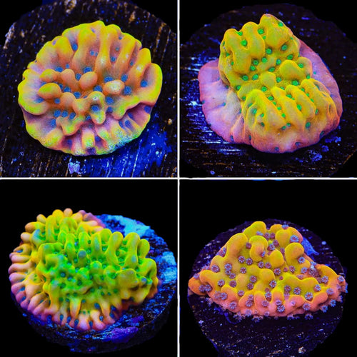 High End Montipora Frag Pack