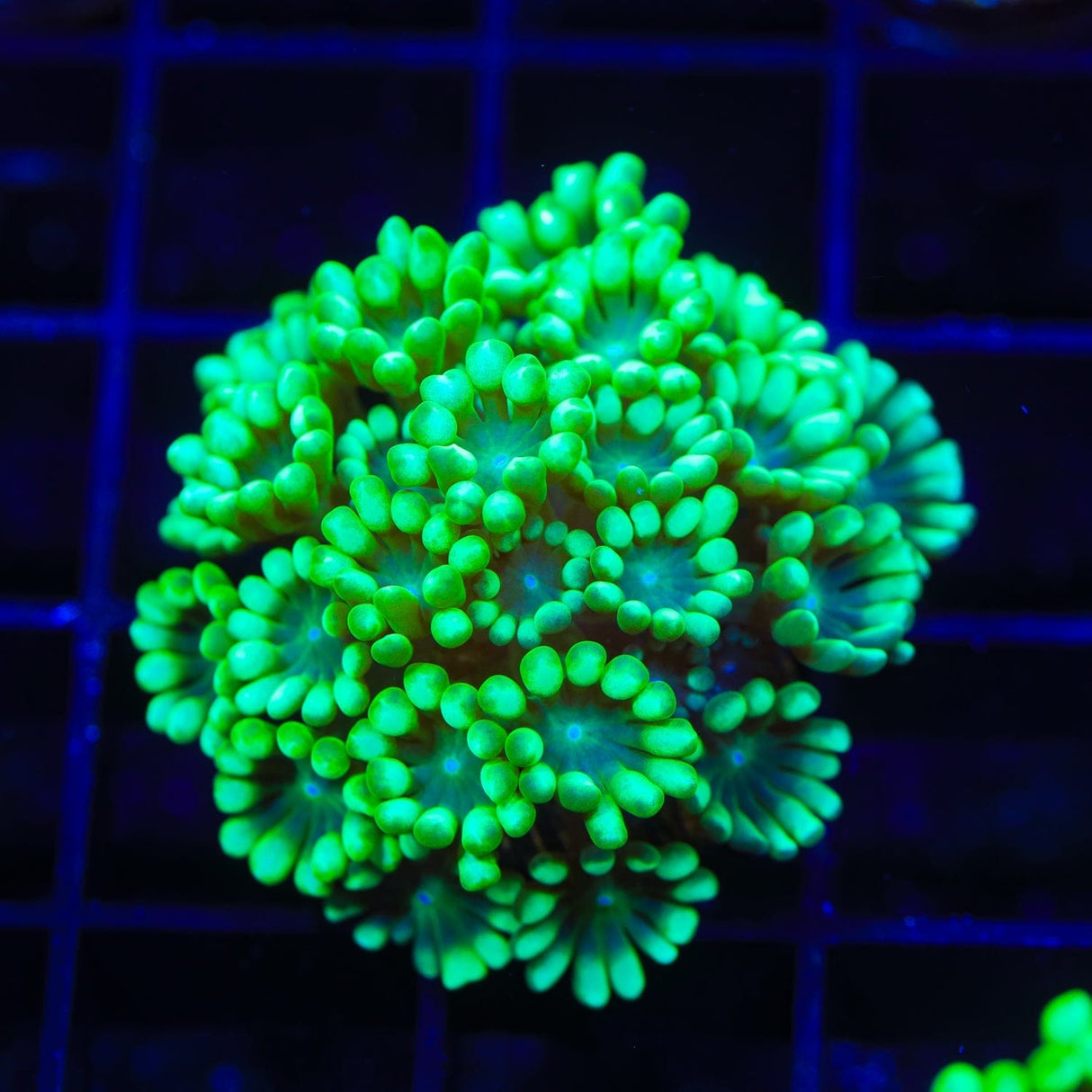 Highlighter Alveopora Coral