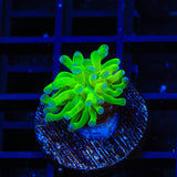 Highlighter Cristata Coral