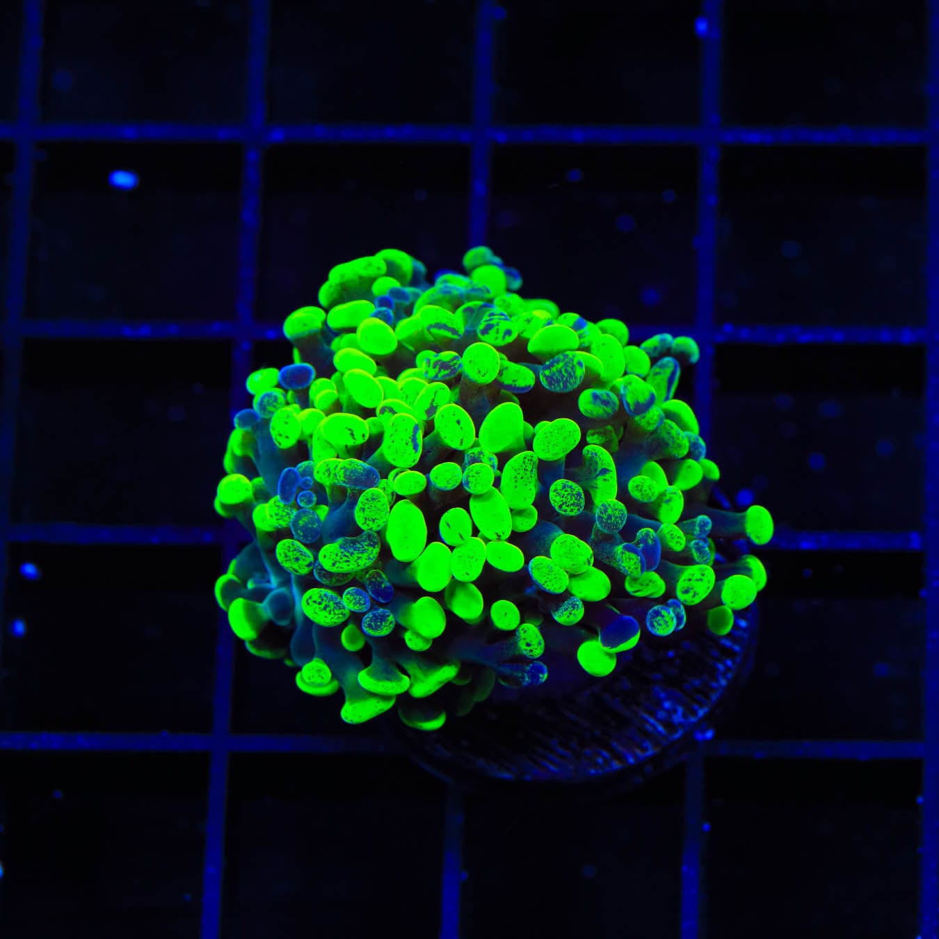 Highlighter Frogspawn Coral