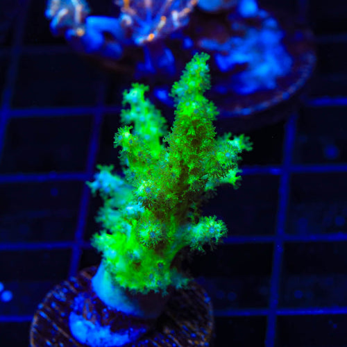 Highlighter Kenya Tree Coral