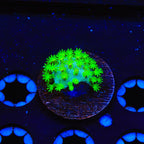 Highlighter Toadstool Leather Coral