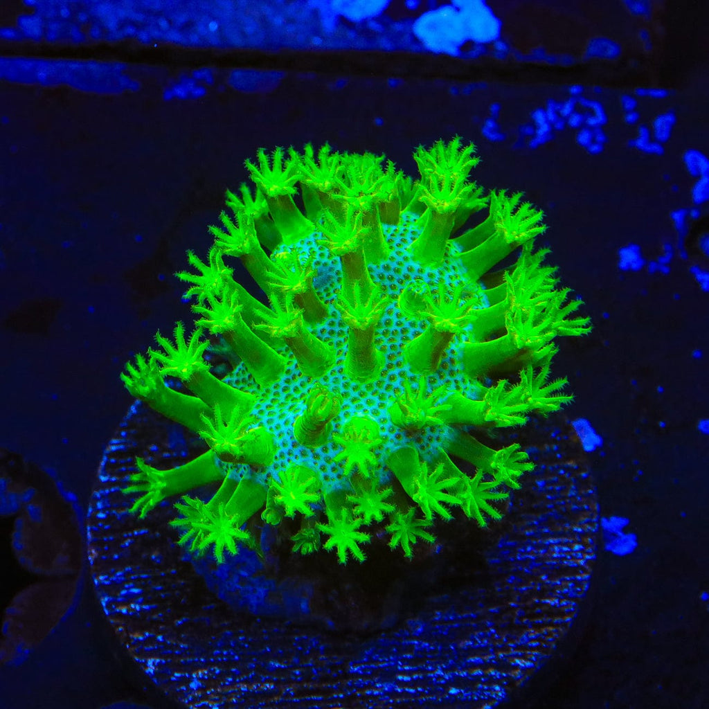 Highlighter Toadstool Leather Coral